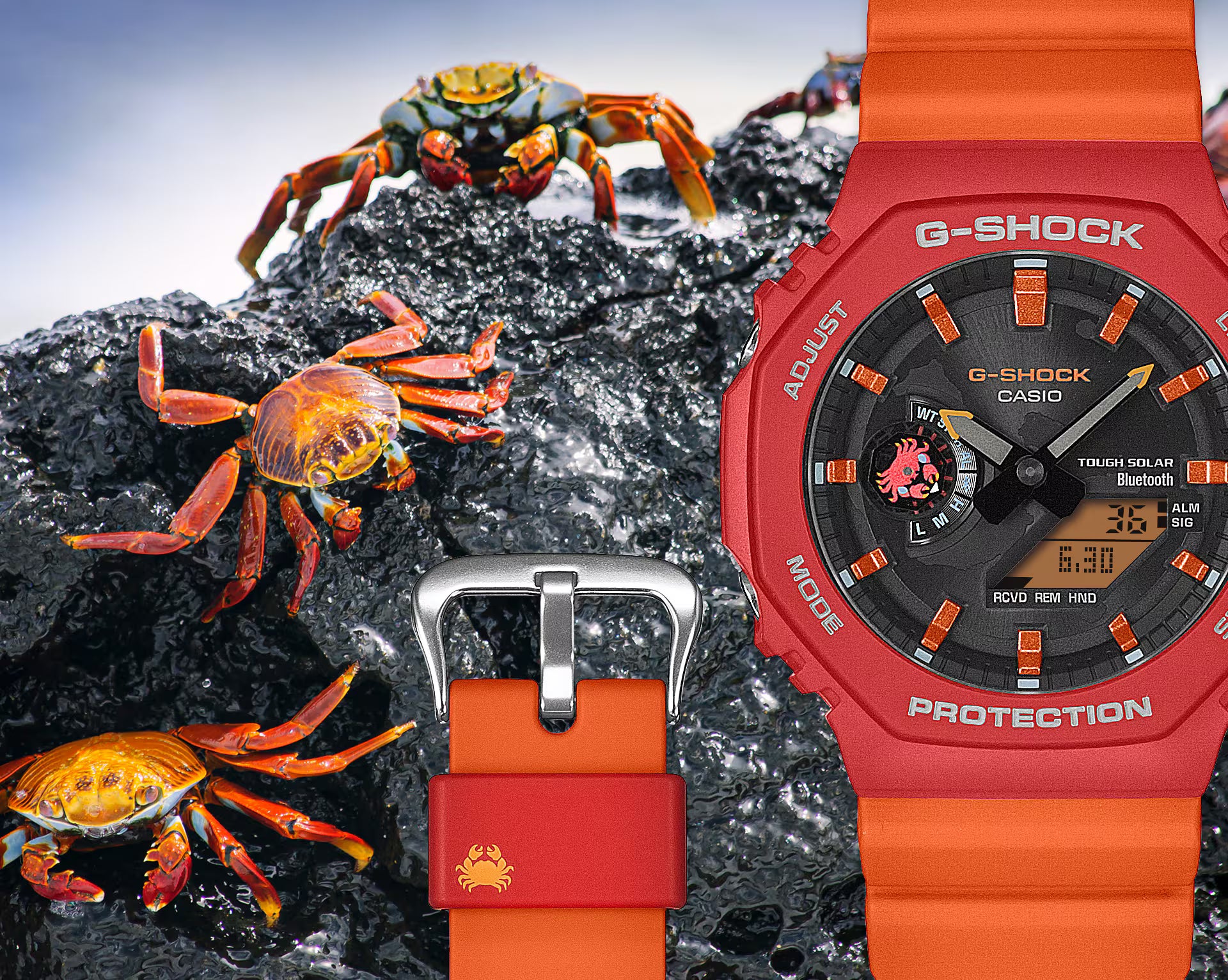 Red Casio G-Shock watch with orange strap on a rocky background with crabs